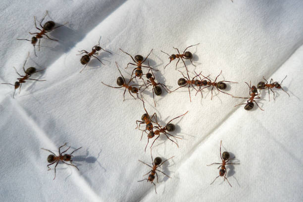 More Pests
