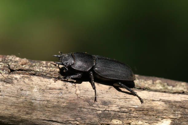 Beetles