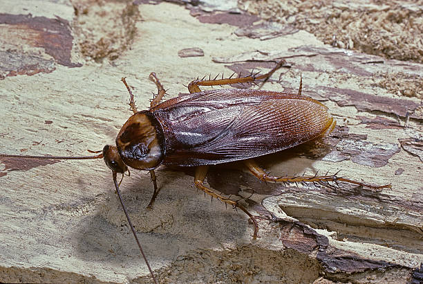 Cockroaches