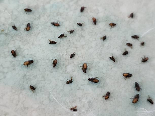 Fleas