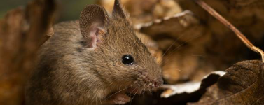 Mice