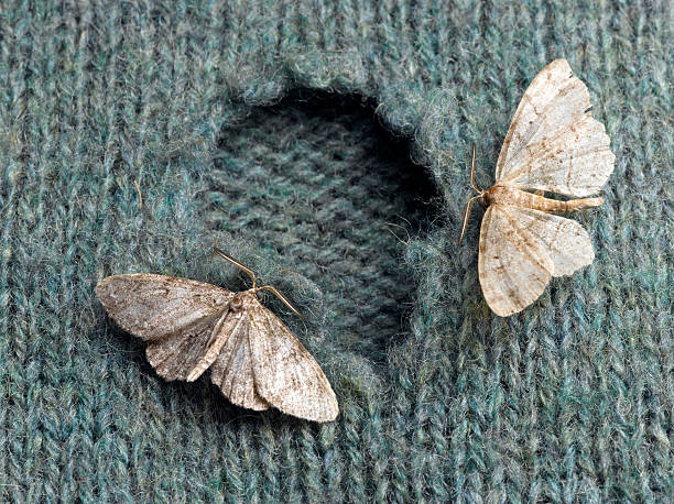 Moths