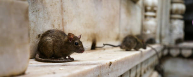 Rodents