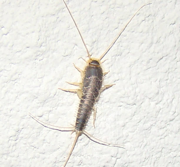 Other Insects