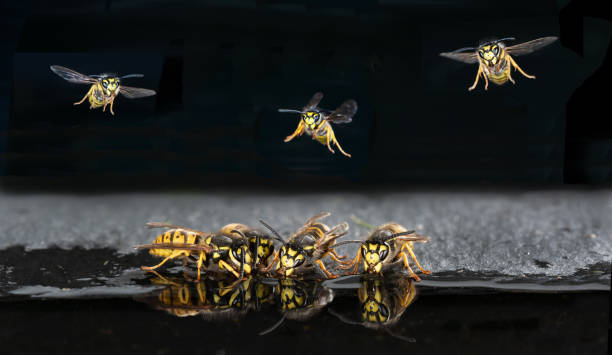 Wasps