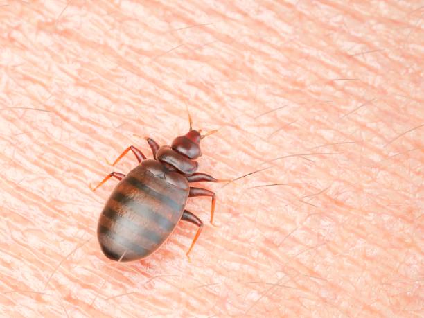 Bed Bugs