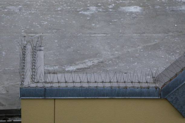 Bird Proofing