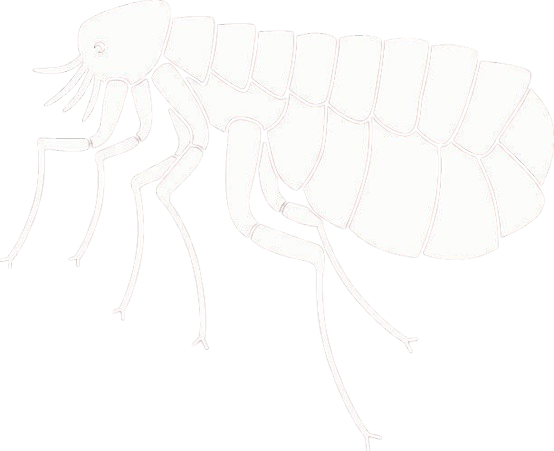 Flea Treatment