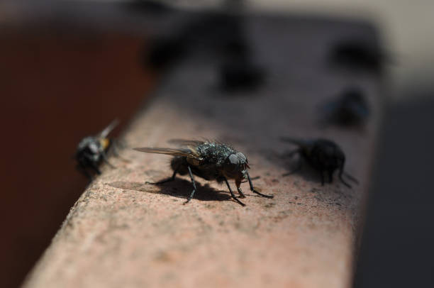Insects