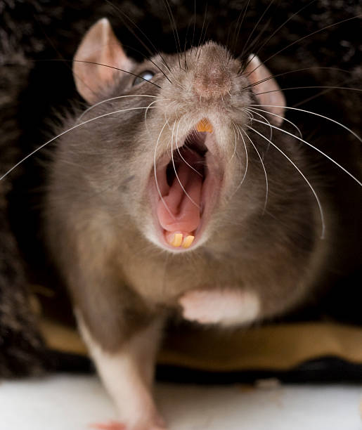 Rats