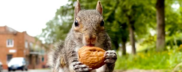 Squirrels